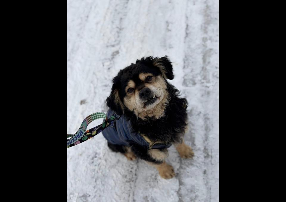 Banan - cudowny psiak uratowany z łańcucha