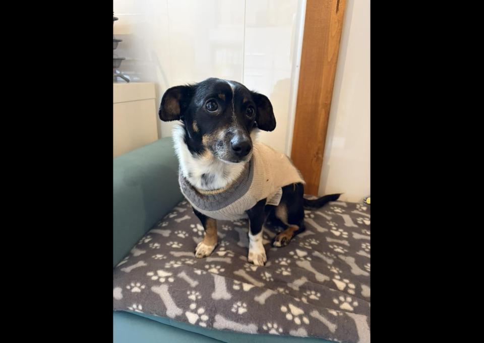 Nakolankowa Pusia, rozkoszna, domowa sunia!