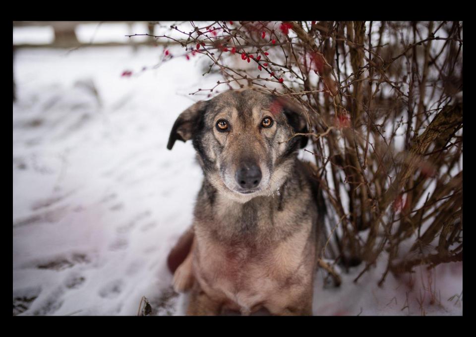 Karinka - niekonfliktowa, delikatna, spokojna sunia