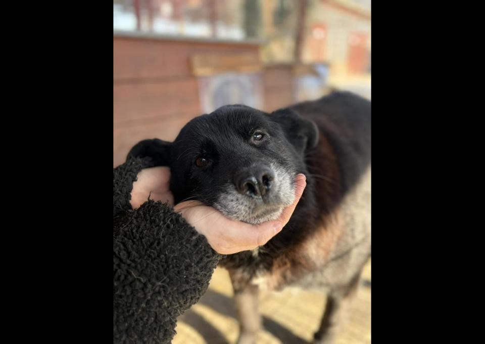 Cudowna, spokojna Bunia PILNIE szuka domu!