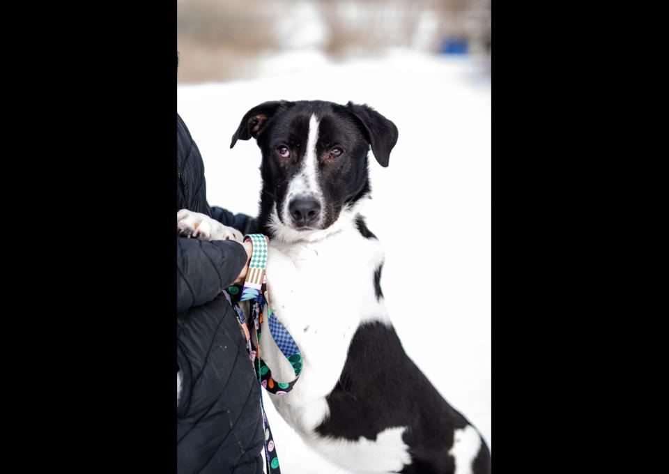 Apollo - młody, łagodny, wesoły psiak o wielkim sercu