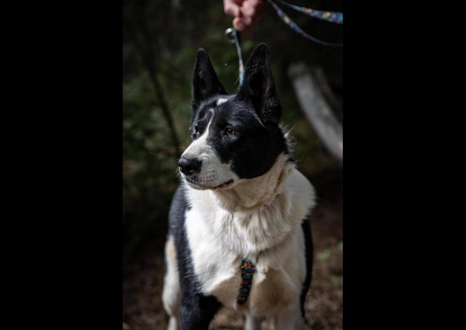 Pako - przyjazny, wesoły, proludzki karelczyk mix