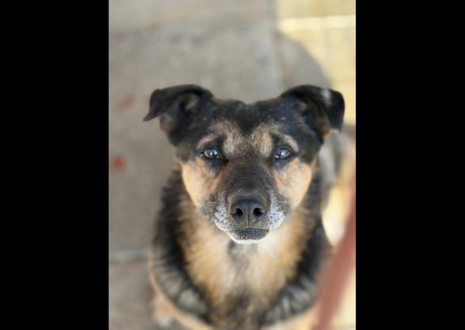 Edek - nieduży psiak o wielkim sercu do pokochania