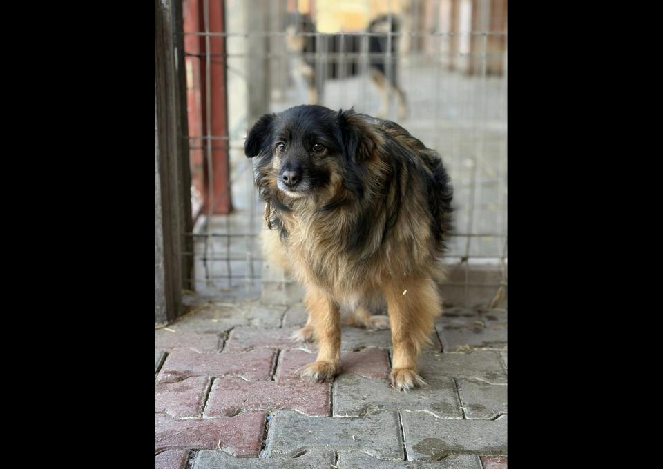 Szprycha - delikatna, nieśmiała sunia szuka domu!