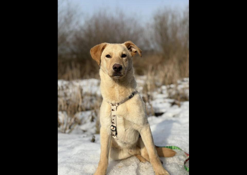 Goldi - wesoły szczeniak w typie labradora