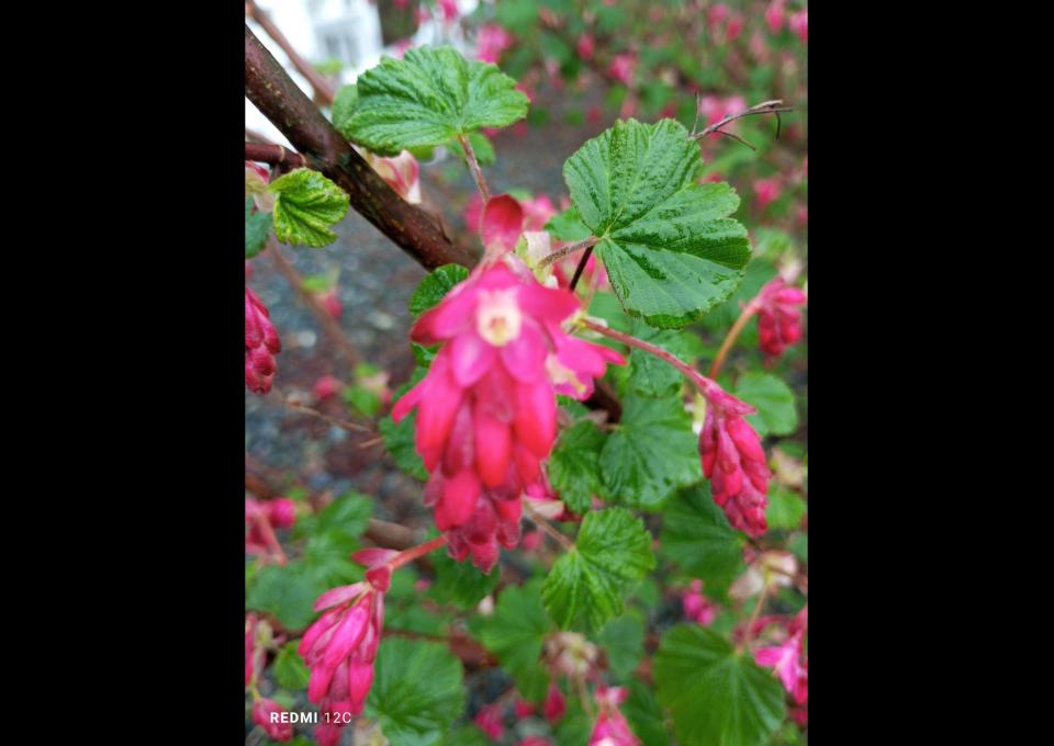 Pomogę zagospodarować działkę-altanę