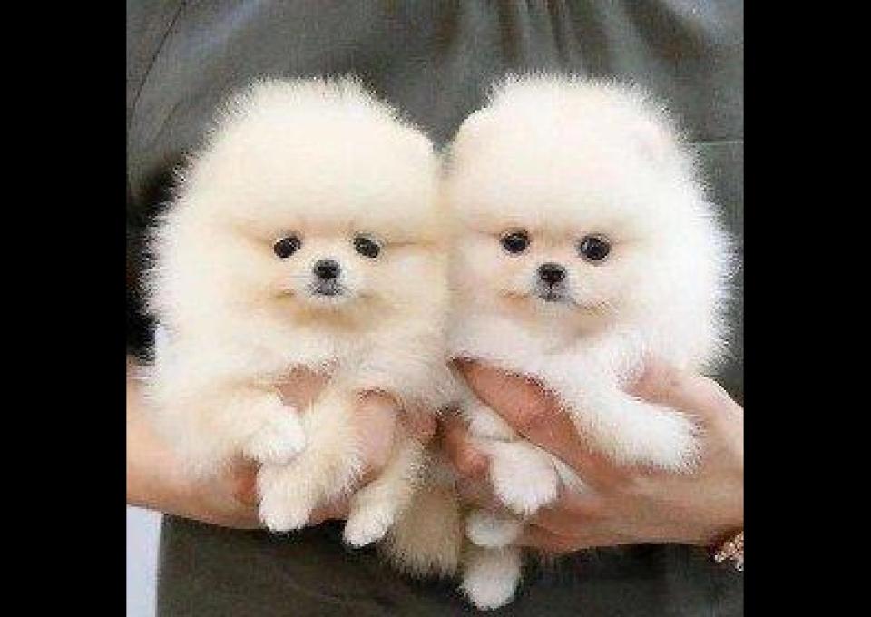 Oferujemy nowy miot szczeniąt pomeranianów.