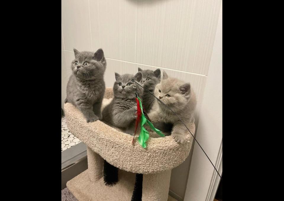 Piękne kocięta krótkowłose