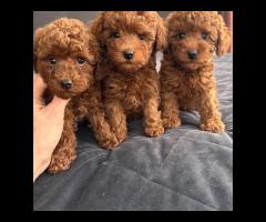 Dostępne piękne szczenięta pudla toy.