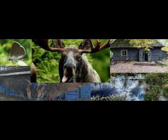 12.04 - Między wydmą, a bagnem. Kampinoski Park Narodowy w ogóle i w szczególe