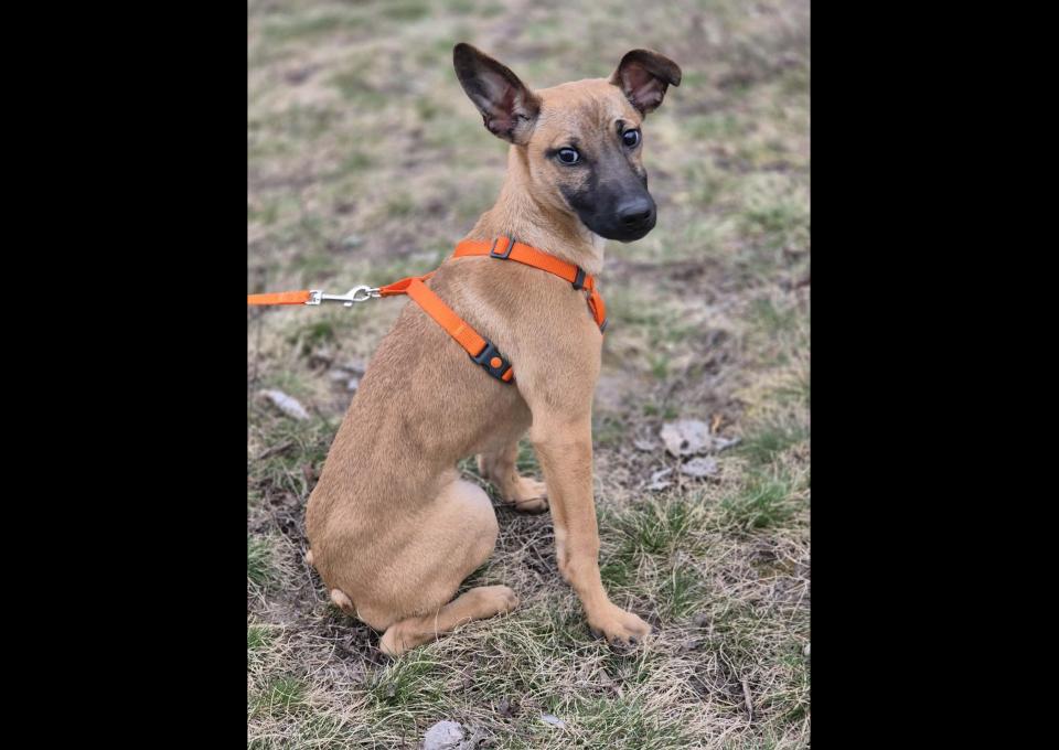 Malinka - szczeniak, kochana delikatna sunia