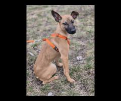 Malinka - szczeniak, kochana delikatna sunia