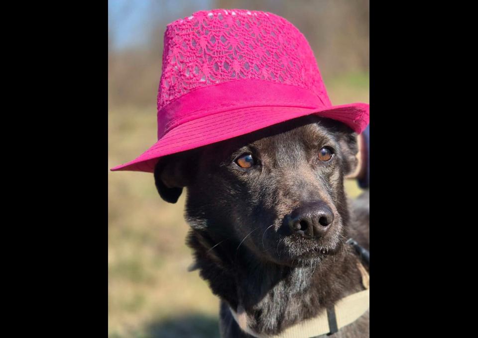 Czaruś - doświadczony przez życie psiak szuka pilnie domu!