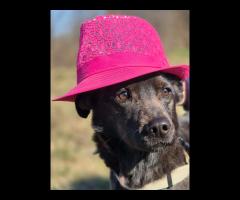 Czaruś - doświadczony przez życie psiak szuka pilnie domu!