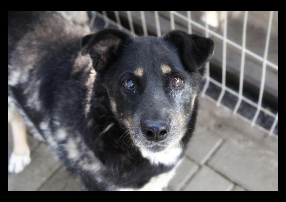 Babunia Perełka szuka swojego wymarzonego domu!