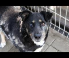 Babunia Perełka szuka swojego wymarzonego domu!