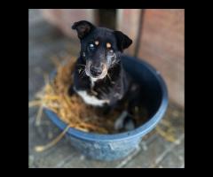 Babunia Perełka szuka swojego wymarzonego domu! - 2/2