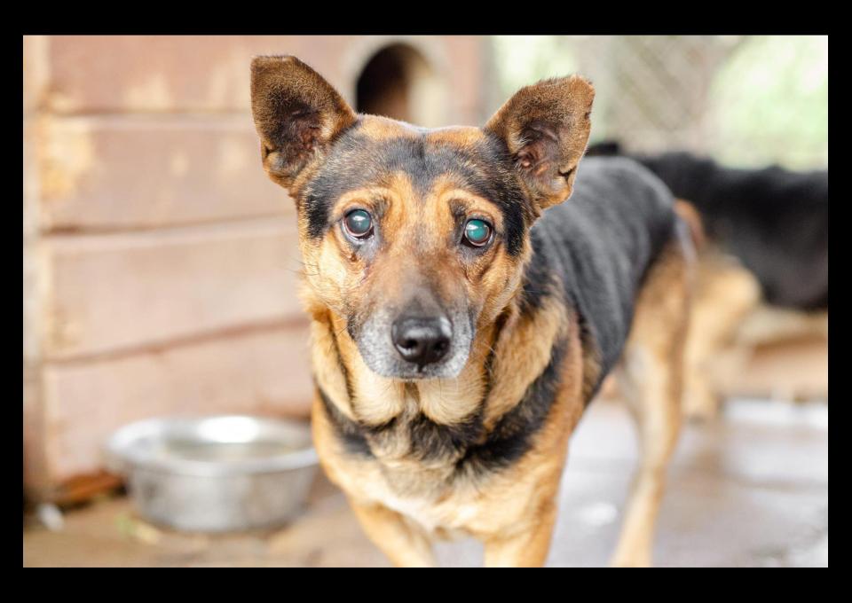 Edi - łagodny, spokojny piesek szuka domu!