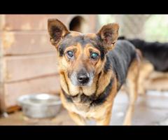 Edi - łagodny, spokojny piesek szuka domu!