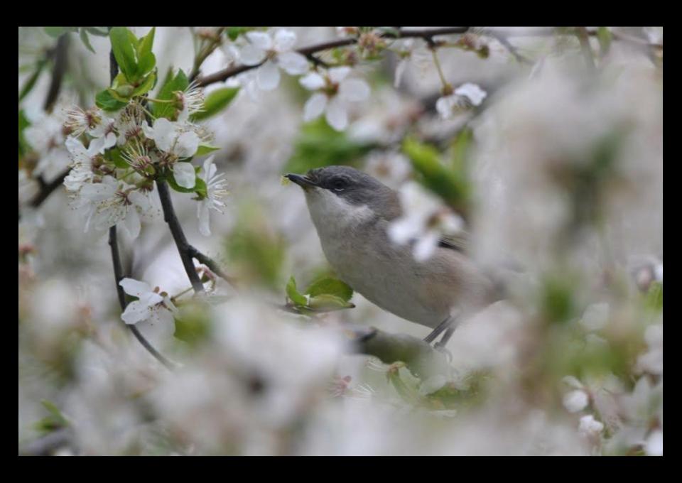 19.04 - Dziuple, budki, gniazda – kto mieszka na Górce?