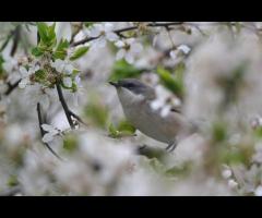 19.04 - Dziuple, budki, gniazda – kto mieszka na Górce?