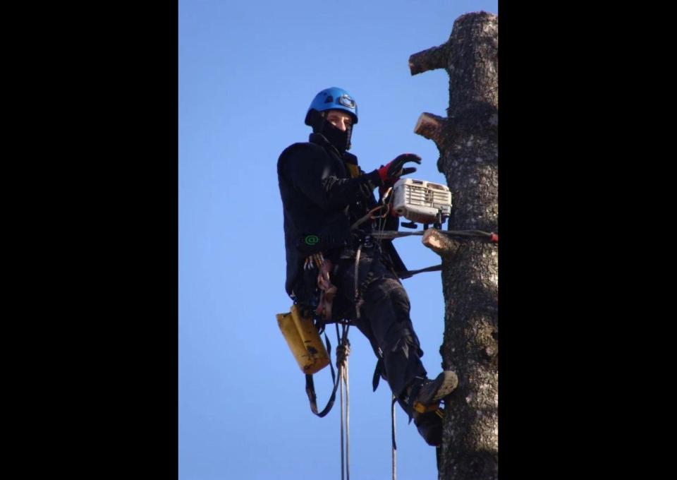 Sekcyjna ścinka drzew