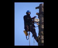 Sekcyjna ścinka drzew