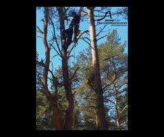 Sekcyjna ścinka drzew - 3/6