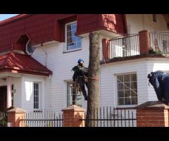 Sekcyjna ścinka drzew - 4/6