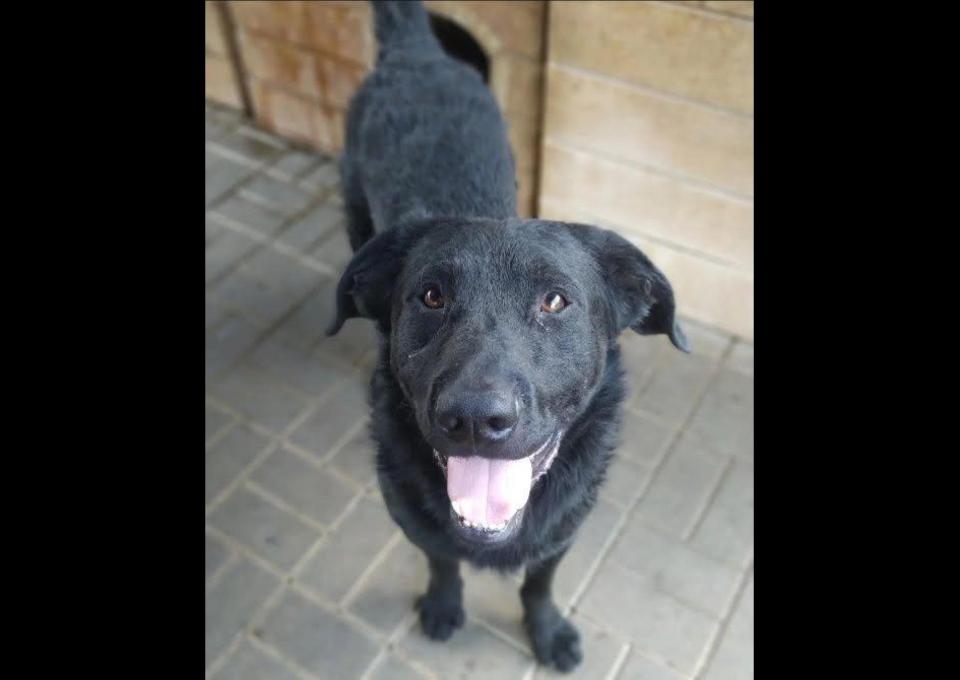 Pluto - zakochany w człowieku LABRADOR mix