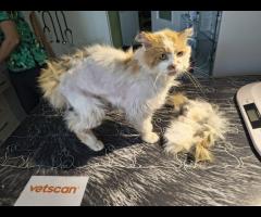 Tofik - 10 miesięczny koteczek szuka domu!