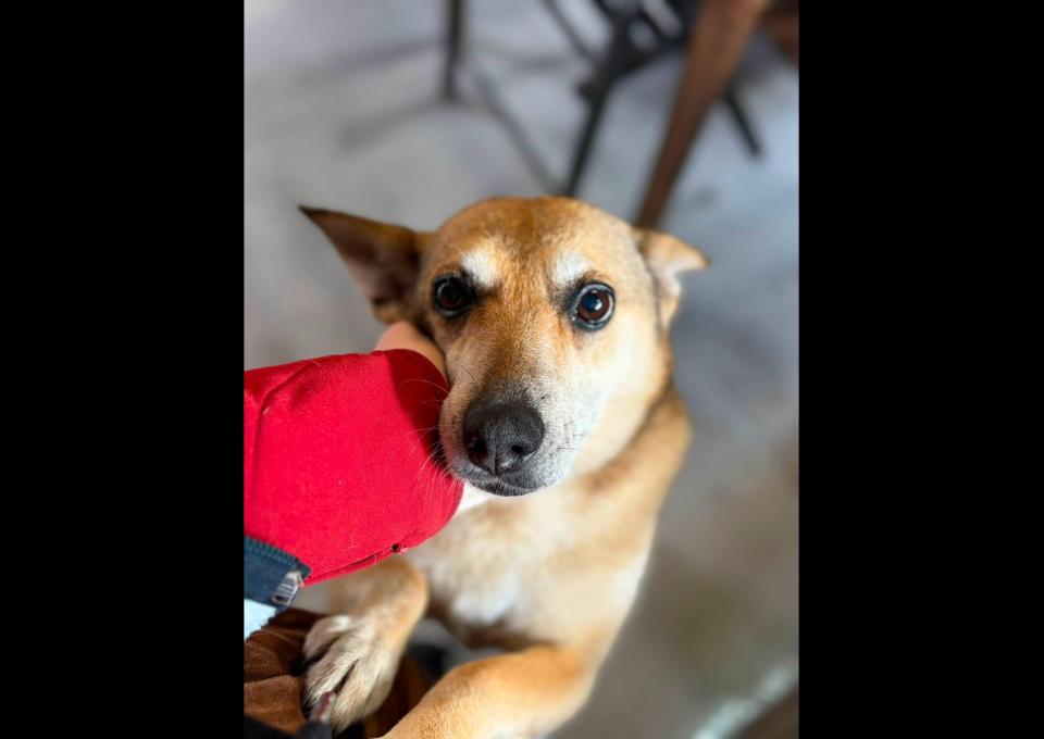 Hela - niekonfliktowa, spokojna sunia do adopcji!