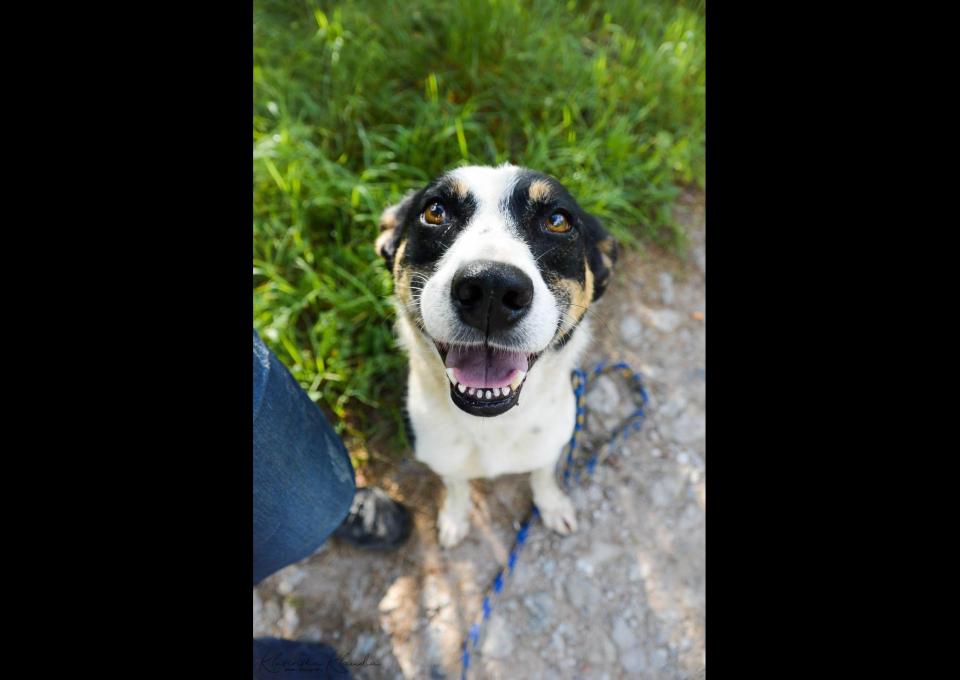 Pepsi - całe życie w schronisku, super sunia do adopcji