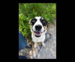 Pepsi - całe życie w schronisku, super sunia do adopcji