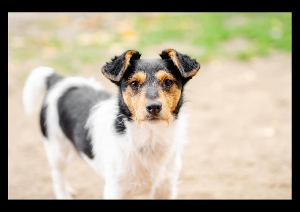 Żuczek - niewielki mix terrierka szuka domu!