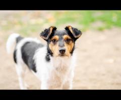 Żuczek - niewielki mix terrierka szuka domu!