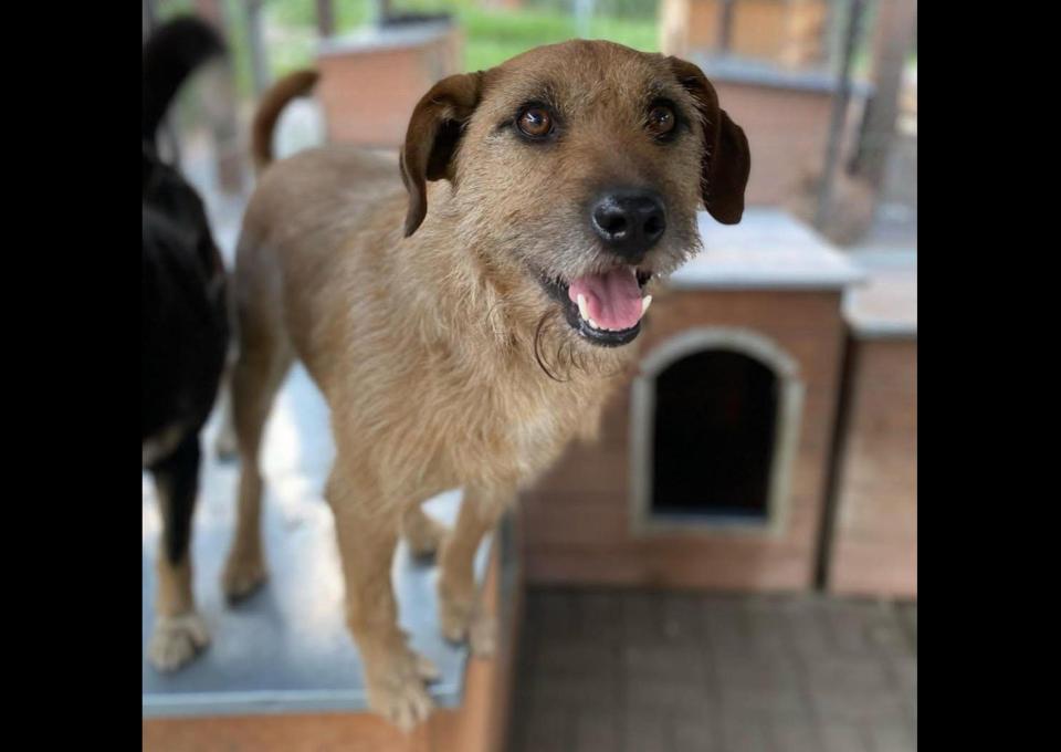 Fuks - wesoły, młody terrier mix szuka domu!